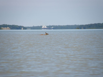 On the islet