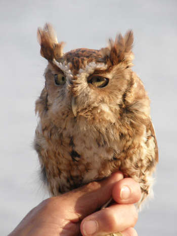 Higgins, pet owl