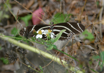 Zebra heliconian